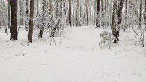Челябинск музыка снежного леса. 14.11.2022г