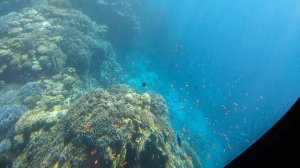 Экскурсия на батискафе. Рыбки!!!. Шарм-эль-Шейх, ЕГИПЕТ