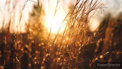 Панду насихат умр