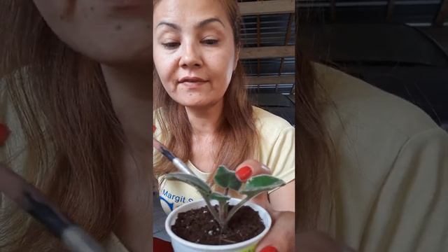 Как правильно пересаживать детки фиалок смотреть онлайн