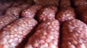 Голландский лук Штутгартер на перо, из севка