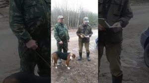 Матчевая встреча Минской и Могилевской областной секции гончих. Финская гончая, расценка работы.