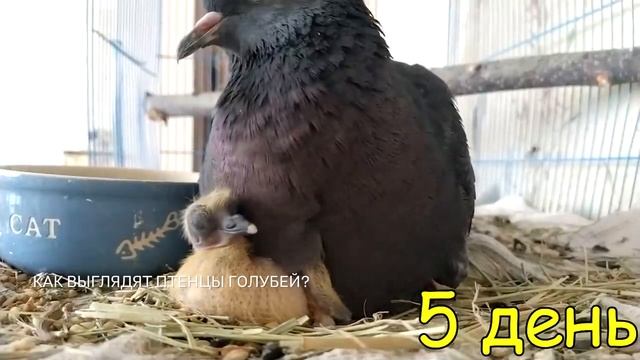 «Хочу знать»: как выглядят дети голубей? смотреть онлайн