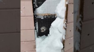 Над нашим домом целый год мела метель...