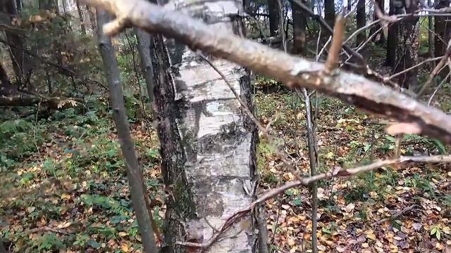 Лесная прогулка 4 октября Говорушка или Рядовка? Кто раскопал муравейник? смотреть онлайн