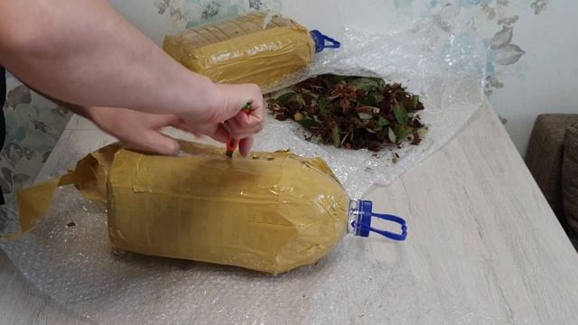 Последняя посылка в этом сезоне.Филодендрон пинк принцесс,посадка,состав грунта. смотреть онлайн