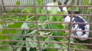 Кролики дерутся