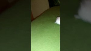 Семки есть?А если найду?