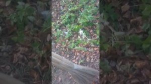 Поймать Беса (кладбище)