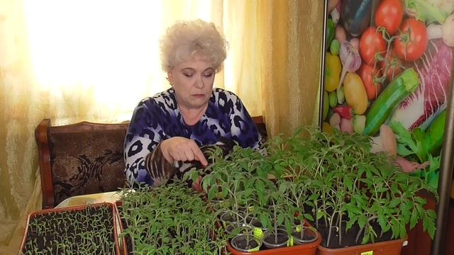 ПОЧЕМУ ЛИСТЬЯ РАССАДЫ ЖЕЛТЕЮТ, СКРУЧИВАЮТСЯ,  ОПАДАЮТ? Ольга Чернова.