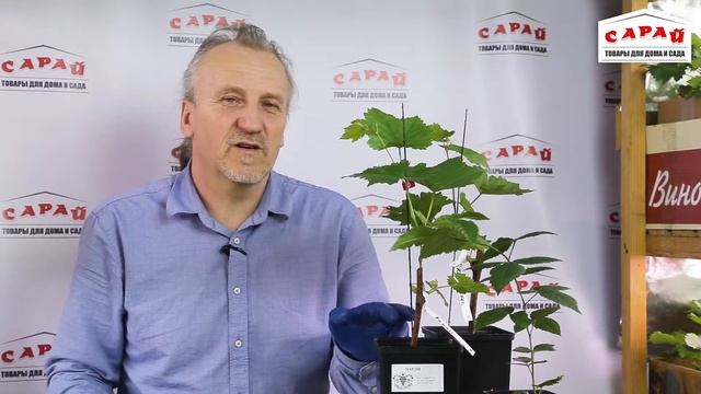 Подкормка саженцев винограда смотреть онлайн