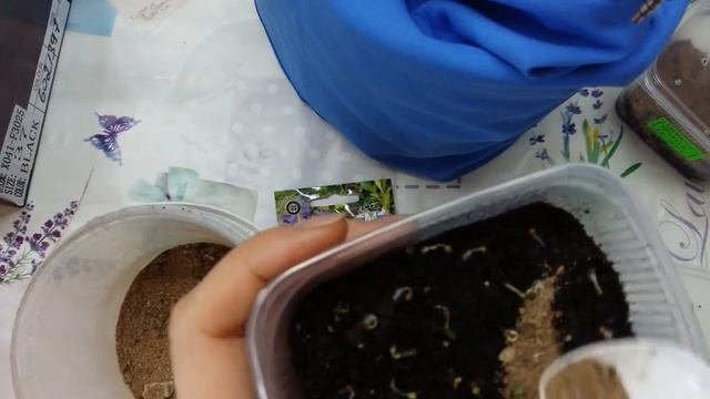 Сеянцы фиалки душистой. Следующий этап.
