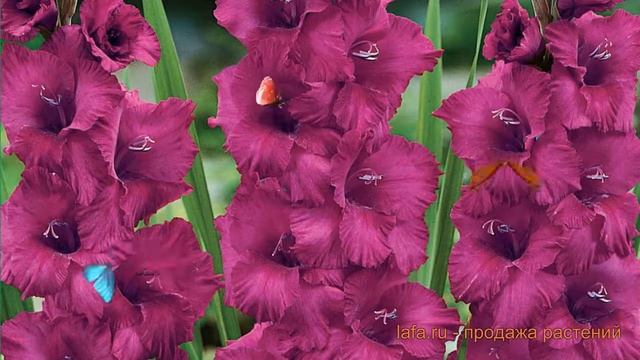 Гладиолус крупноцветковый Пламтат (gladiolus) ? обзор: как сажать, луковицы гладиолуса Пламтат
