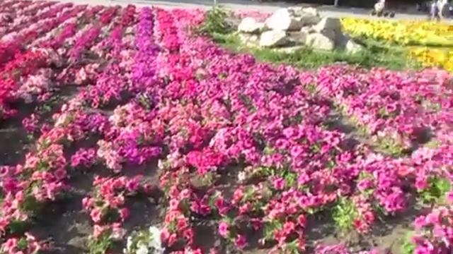 Фонтан и клумба у бывшего дк Техстекла смотреть онлайн