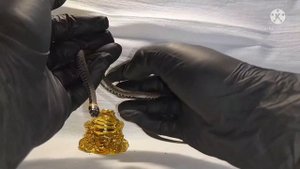 Ядовит ли уж? Укус ужа обыкновенного! опасен ли укус ужа?