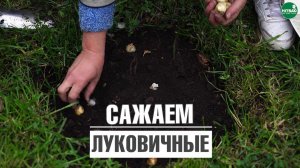 Сажаю луковичные только так !!! Попробуйте этот способ посадки луковичных осенью