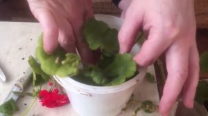 Как я размножаю герань черенками.