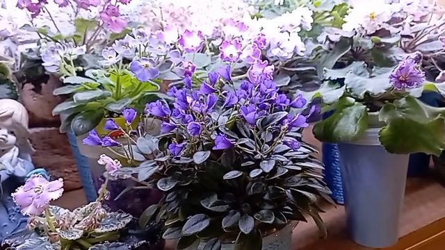 Шапочное цветение фиалок?Разбор.10 ошибок? почему не цветут фиалки обильно.