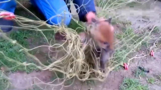 ЖИВОТНЫЕ, НУЖДАЛИСЬ И ПРОСИЛИ ЛЮДЕЙ О ПОМОЩИ ... смотреть онлайн