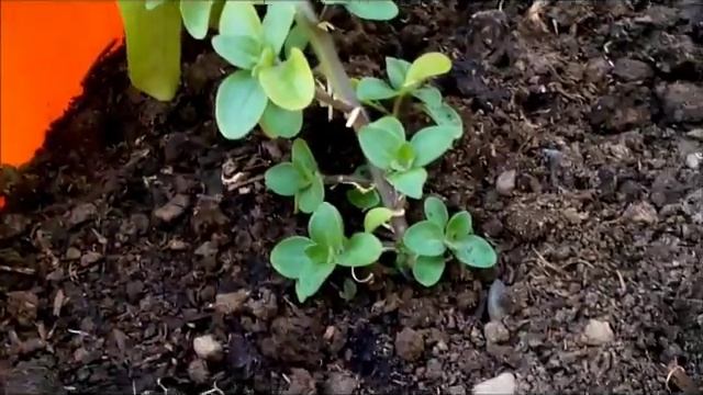 Что делать,если петуния вытянулась в один стебель???