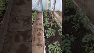 Томаты в теплице на юге