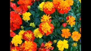 Рольф Ловланд  Нежность И еще раз нежность