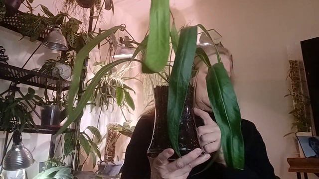 PEACE THROUGH PLANTS ANTHURIUMS No Drainage Is Working смотреть онлайн