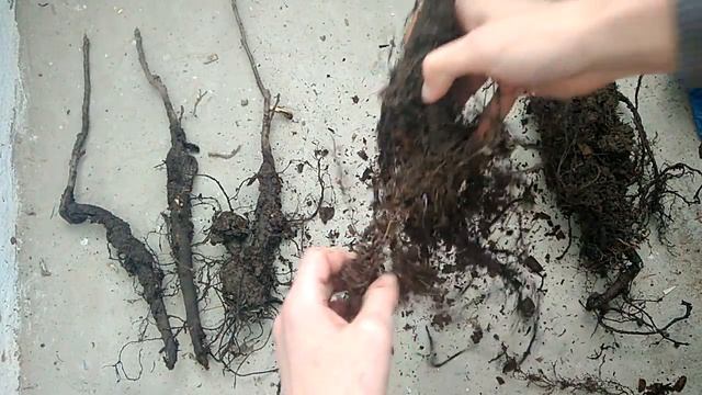 Микориза MycoApply смотреть онлайн