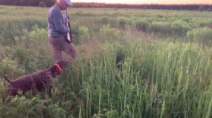 Охота на выпускного фазана ч. 2, курцхаар Liberovento Gucci.