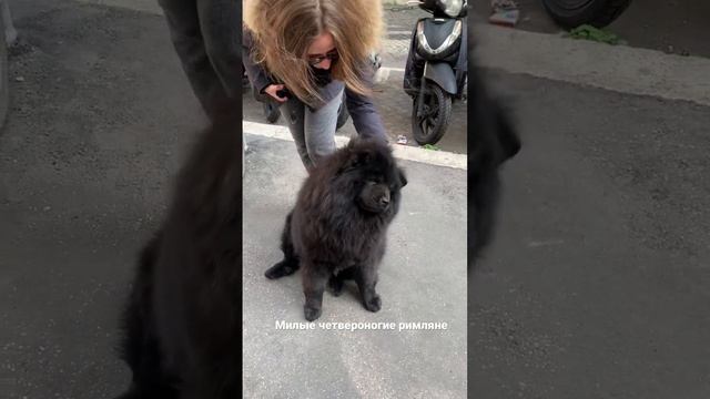 Главные любимцы всех римлян и туристов. Случайная встреча#италия#рим#ватикан#гидвриме смотреть онлайн