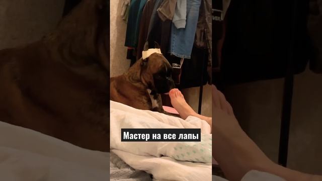 Такой педикюр Вам ещё не делали ? #шандор #boxerdog #собакабоксер #немецкийбоксер #педикюр #кинолог