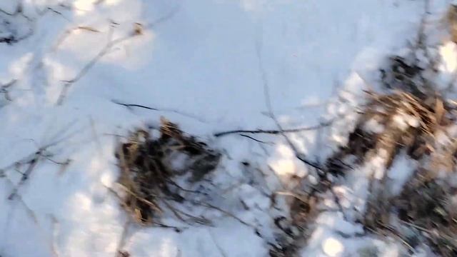 Можно ли найти рога лося? смотреть онлайн