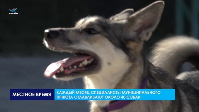 Каждый месяц специалисты муниципального приюта отлавливают около 40 собак