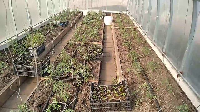 Томаты, рассада и огород-28 апреля. смотреть онлайн