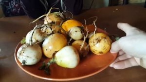 Репа, весенний урожай 2016 года  Идеальный способ хранения репы в земле
