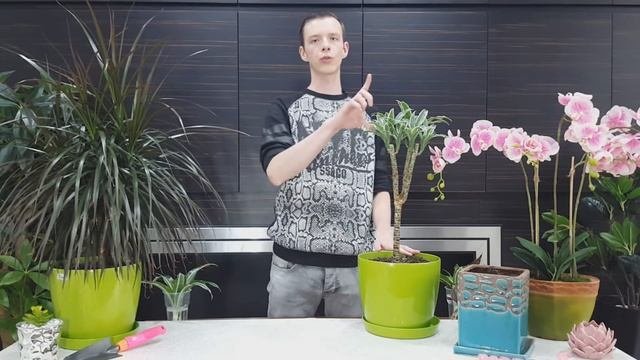Драцена - секреты ухода и выращивания в домашних условиях. Проверенный способ черенкования.