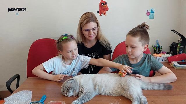 Чем лучше вычесывать Кошку и Собаку Фурминатор Пуходерка или Силиконовая Щетка смотреть онлайн