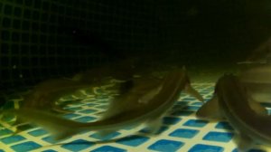 разведение осетра в домашних условиях 5