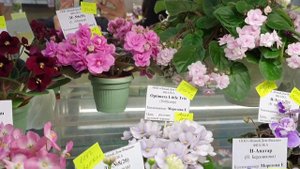 Выставка в Доме Фиалки Январь 2020 Минифиалки