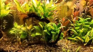 Аквариум 170 литров, освещение без таймера .