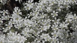 Cerastium tomentosum