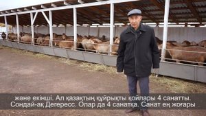 Особенности бонитировки курдючных мясо сальных пород овец