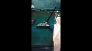 Маска Гроверс, Оптима FX 530, обзор и тесты.