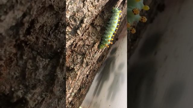 Beautiful Cecropia caterpillar