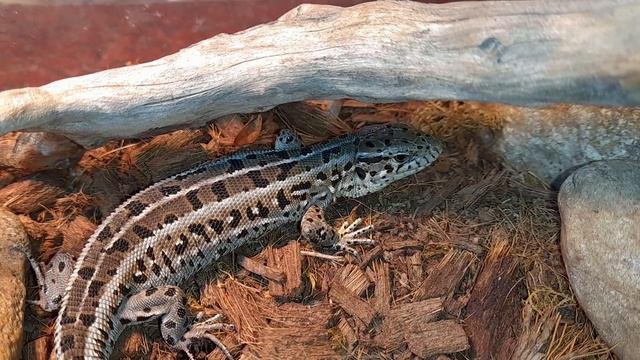 Как приучить прыткую ящерицу к разморозке! Кормление прыткой ящерицы. Содержание прыткой ящерицы