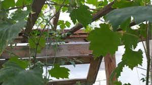 Виноград из косточки. Окрашивание ягоды. Первый урожай на второй год. seed grapes ripening