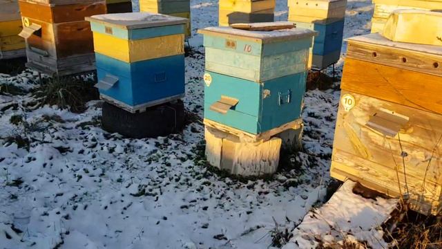 Ветеринарные правила содержание пчелиных семей моё мнение...