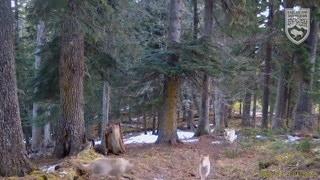 В Кавказском заповеднике начался учёт волка смотреть онлайн