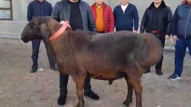 Самый дорогой баран 40.000$. | каштан гиссар кочкор 40.000$ сатылды