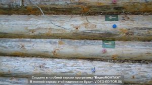 Барометр из елового сучка